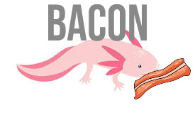 axolotl eating bacon cannot be found